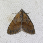 70.077 - Pine Carpet