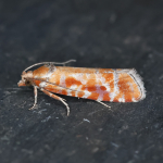 49.305 - Rhyacionia buoliana