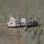 49.180 - Piniphila bifasciana
