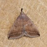 72.057 - Plumed Fan-foot