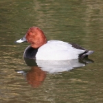 Pochard
