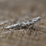 Batrachedridae