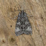 73.046 - Poplar Grey