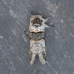 71.007 - Poplar Kitten