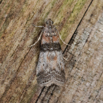 62.018 - Sciota rhenella