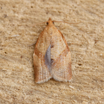 49.038 - Clepsis consimilana