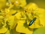 Psilothrix viridicoerulea