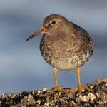 Waders