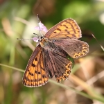 Sooty Copper