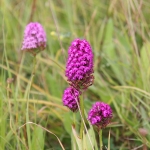 Pyramidal Orchid