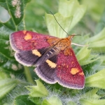 63.006 - Pyrausta aurata