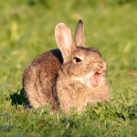 Rabbit