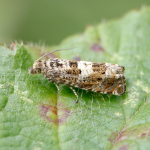 49.289 - Epiblema costipunctana