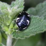Bugs