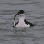 Auks