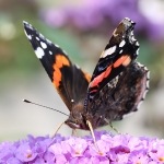 Red Admiral