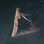 15.005 - Caloptilia betulicola