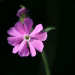 Campion