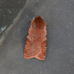 73.336 - Red Chestnut