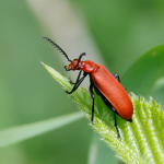 Red-headed Cardinal Beetle