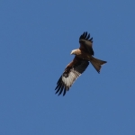 Red Kite