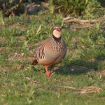 Partridges