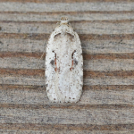 32.007 - Agonopterix ocellana