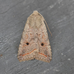 73.189 - Red-line Quaker