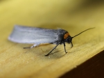 72.042 - Red-necked Footman