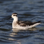 Red-necked Phalarope