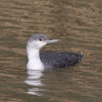 Red-throated Diver