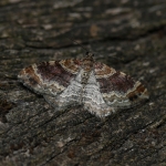 70.051 - Red Twin-spot Carpet