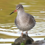 Redshank