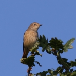 Redstart
