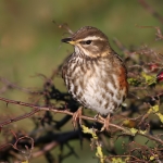 Redwing