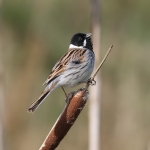 Reed Bunting