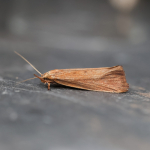 19.001 - Orthotelia sparganella
