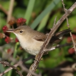 Reed Warbler