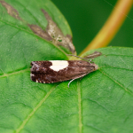 49.375 - Pammene regiana