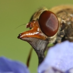 Rhingia campestris