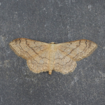 70.016 - Riband Wave