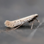 15.015 - Aspilapteryx tringipennella