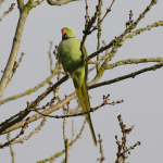 Parrots