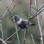 Ring Ouzel