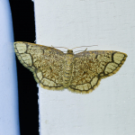 70.209 - Ringed Border