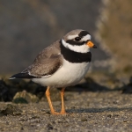 Plovers & Lapwings