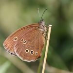 Ringlet
