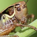 Grasshoppers and Crickets