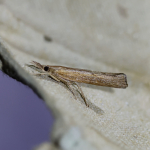 63.109 - Pediasia contaminella