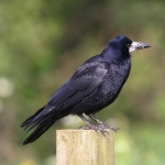 Rook